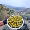 خرید زیتون کنسروی ممتاز