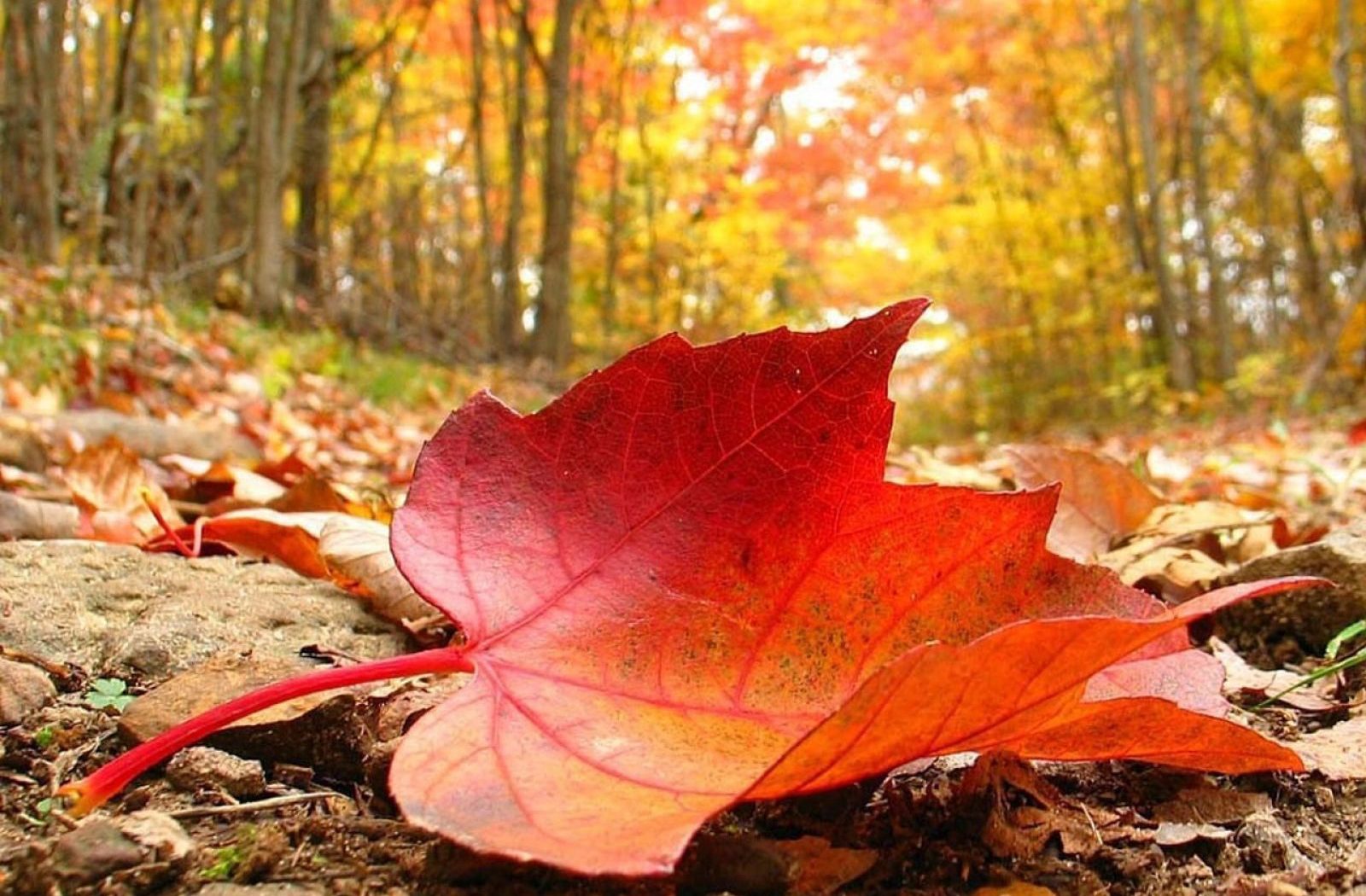 زندگی زیباتر میشود🍁🍂