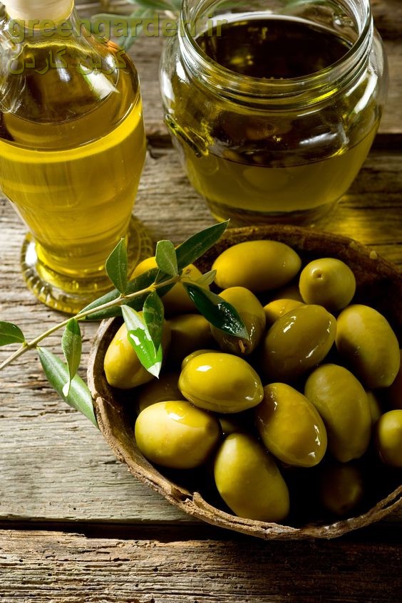 روغن زیتون جایگزین‌ مناسب‌ سس سفید