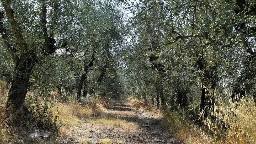 تاریخچه زیتون در ایران