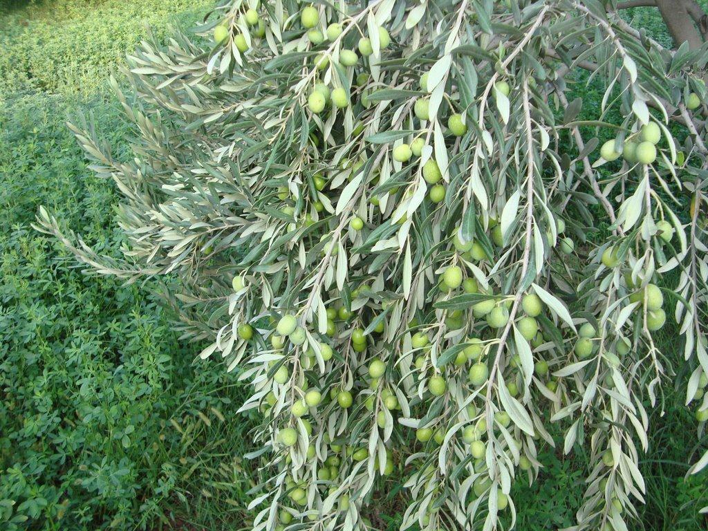 زیتون کجا معروفه