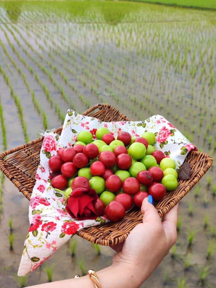 رب آلوچه ترش جنگلی