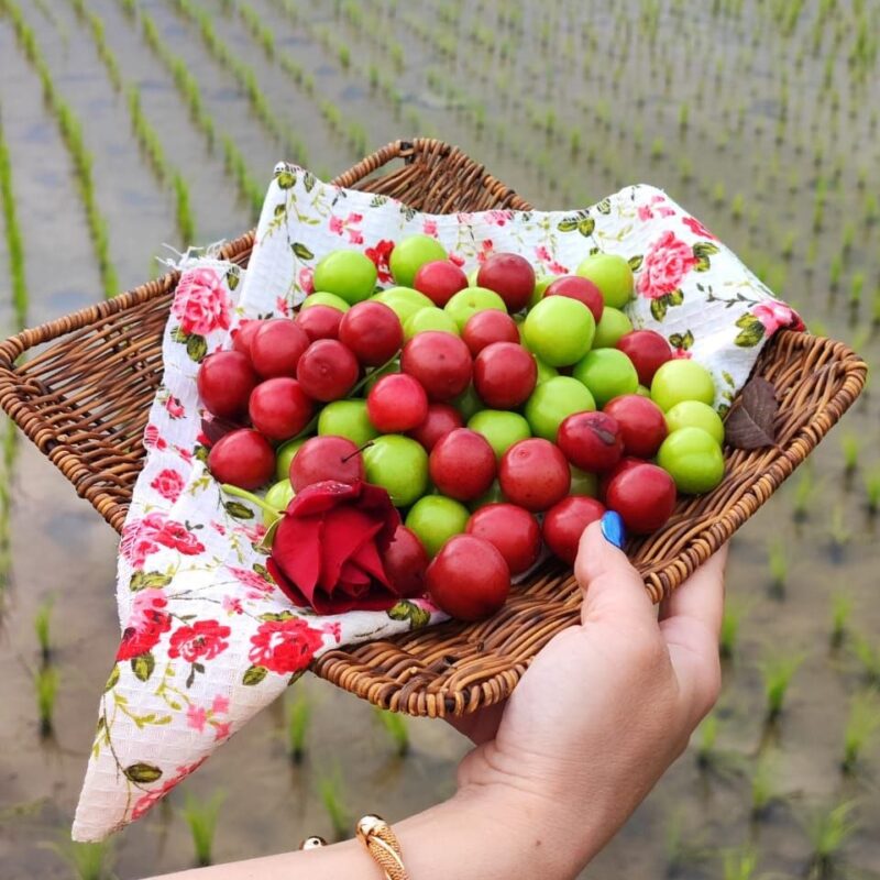 رب آلوچه ترش جنگلی